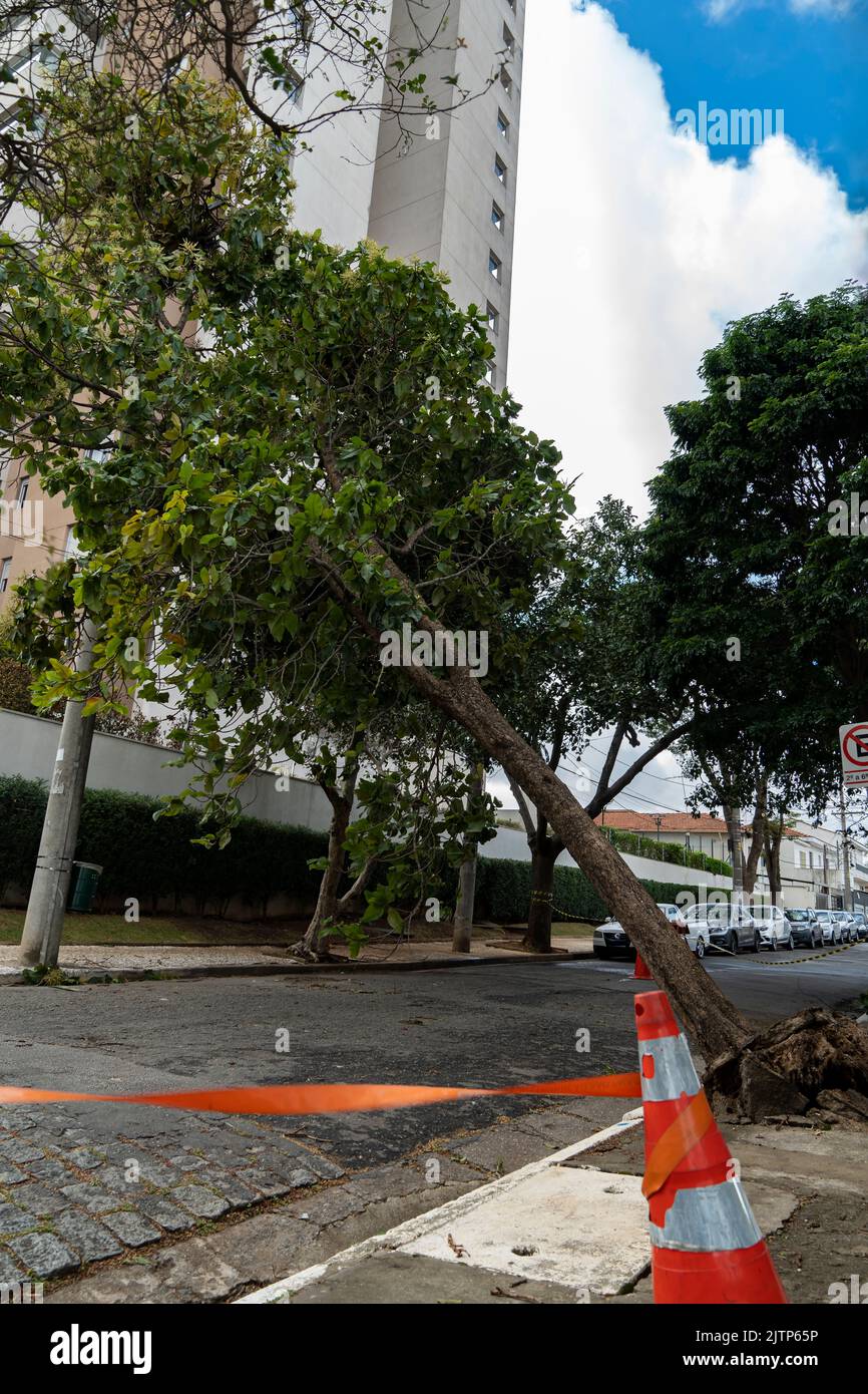 Tree Is Stuck Tree branch stuck on electrical wires after a heavy storm Stock Photo ...
