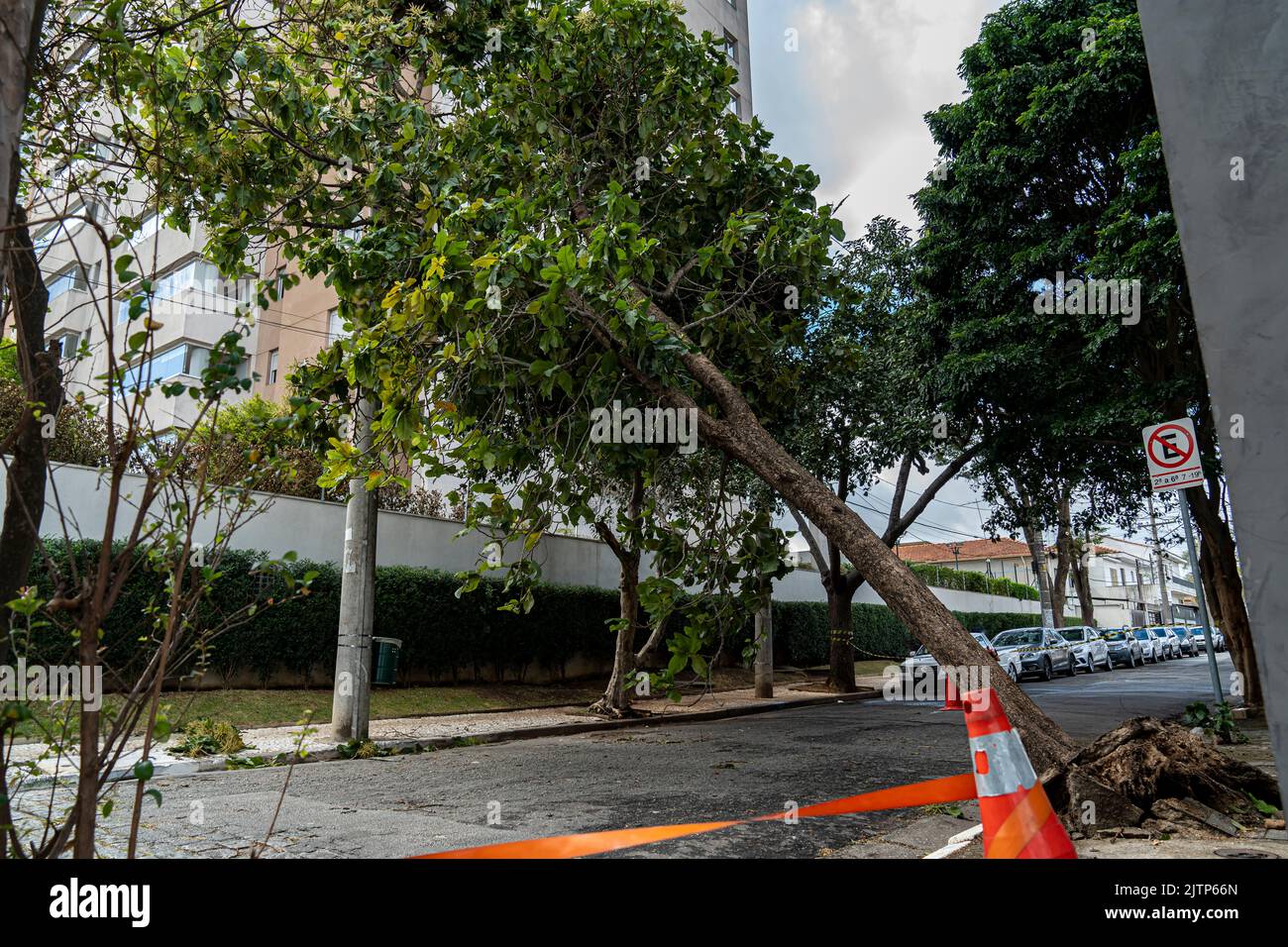 Tree Is Stuck Tree branch stuck on electrical wires after a heavy storm Stock Photo ...