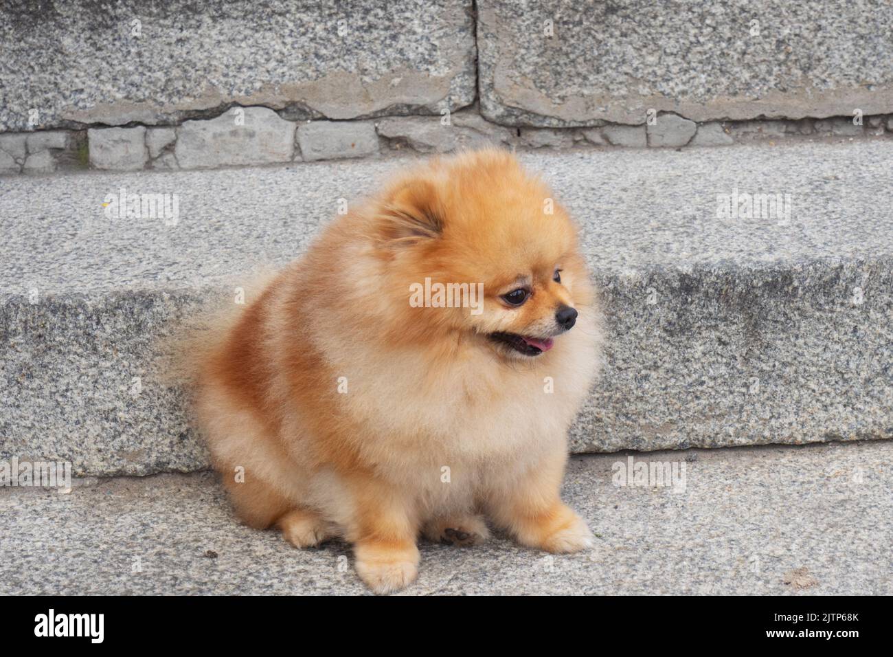 Red and yellow Pomeranian Spitz dog with a beautiful muzzle sits on