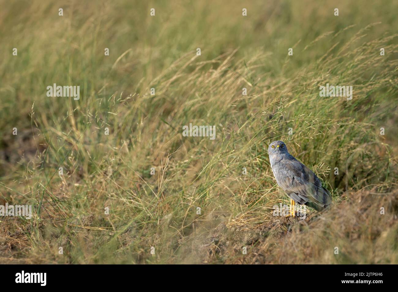 Montagu harrier male or Circus pygargus bird ground perched with eye contact in natural green grass or meadow during winter migration at tal chhapar Stock Photo