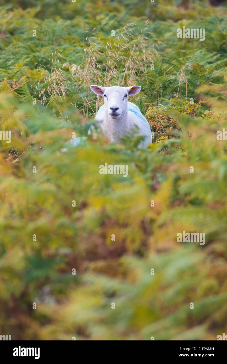 Halkyn Mountain, Flintshire, North Wales, UK. UK Weather. 1st September 2022 is the Meteorological start to Autumn, with temperatures falling by the weekend and a cooler wet weather front moving in.  A lone sheep amongst the foliage changing colour as meteorological start of Autum begins©DGDImages/AlamyNews Stock Photo