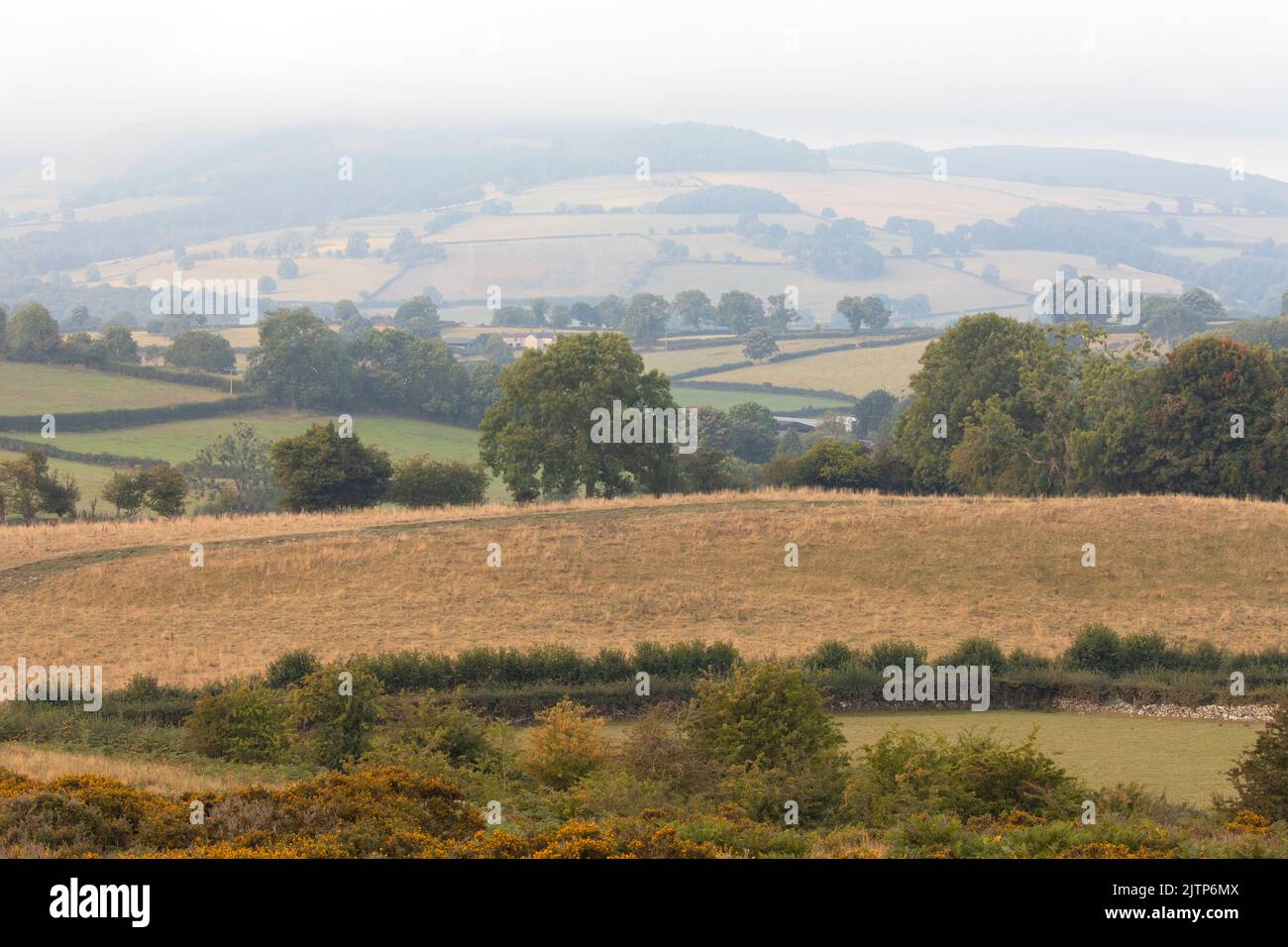 Halkyn Mountain, Flintshire, North Wales, UK. UK Weather. 1st September 2022 is the Meteorological start to Autumn, with temperatures falling by the weekend and a cooler wet weather front moving in.  Mist rolling in over the Clwydian Range Hills as the folliage begins to turn at the meteorological start to Autumn ©DGDImages/AlamyNews Stock Photo