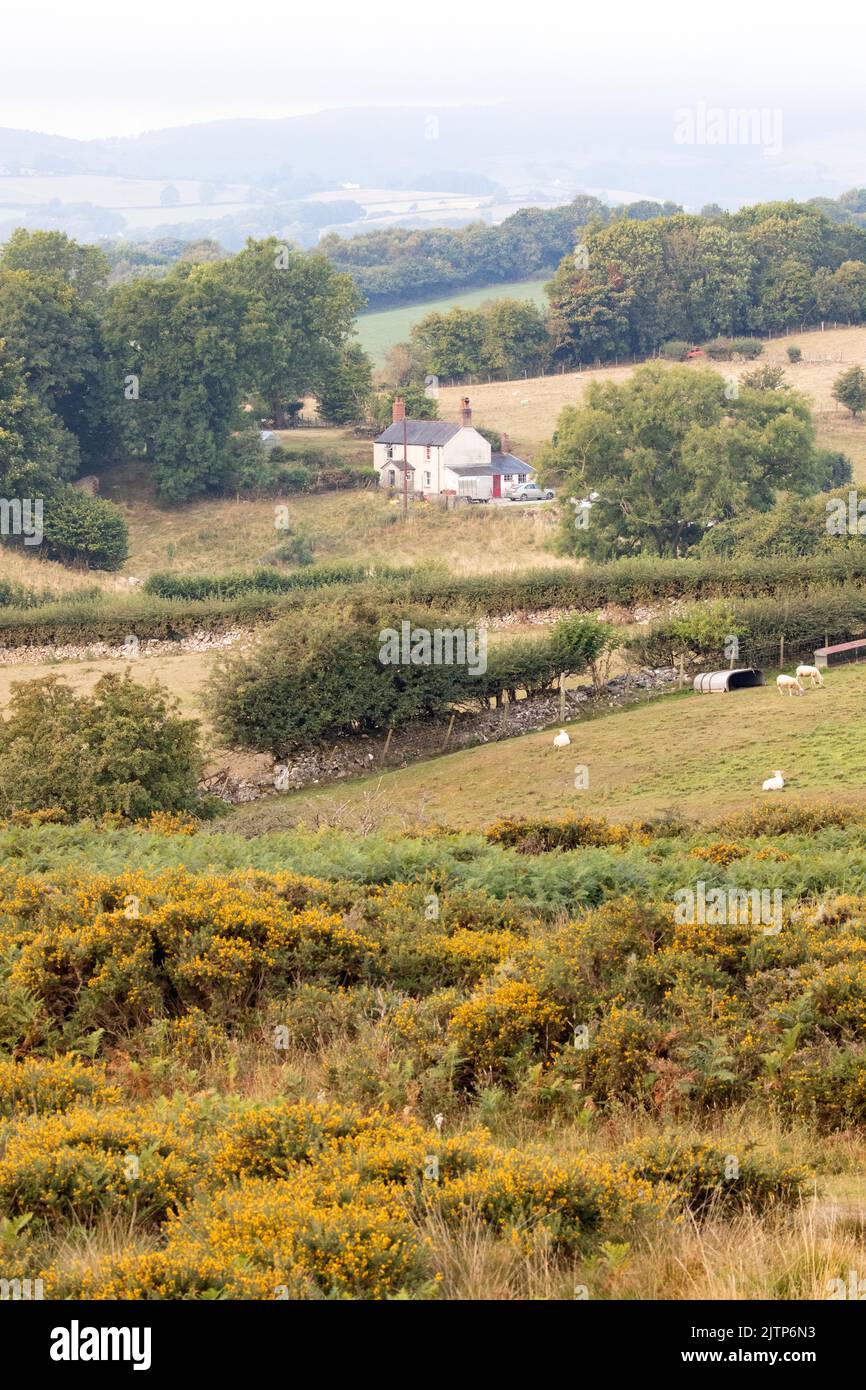 Halkyn Mountain, Flintshire, North Wales, UK. UK Weather. 1st September 2022 is the Meteorological start to Autumn, with temperatures falling by the weekend and a cooler wet weather front moving in.  A farmhouse amongst a colourful landscape as the meteorological start to Autumn begins. ©DGDImages/AlamyNews Stock Photo