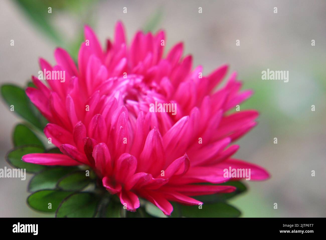 China aster or annual aster (Callistephus chinensis) bright pink flower close up Stock Photo