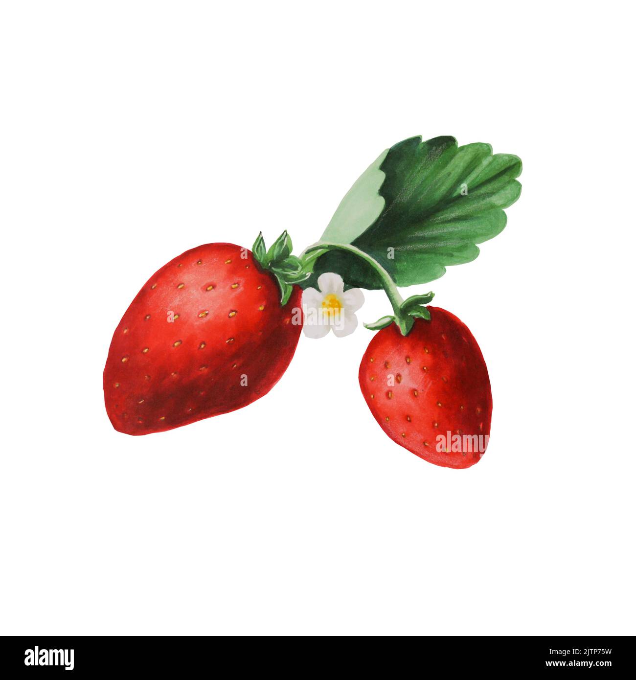 Red strawberry isolated illustration Stock Photo Alamy