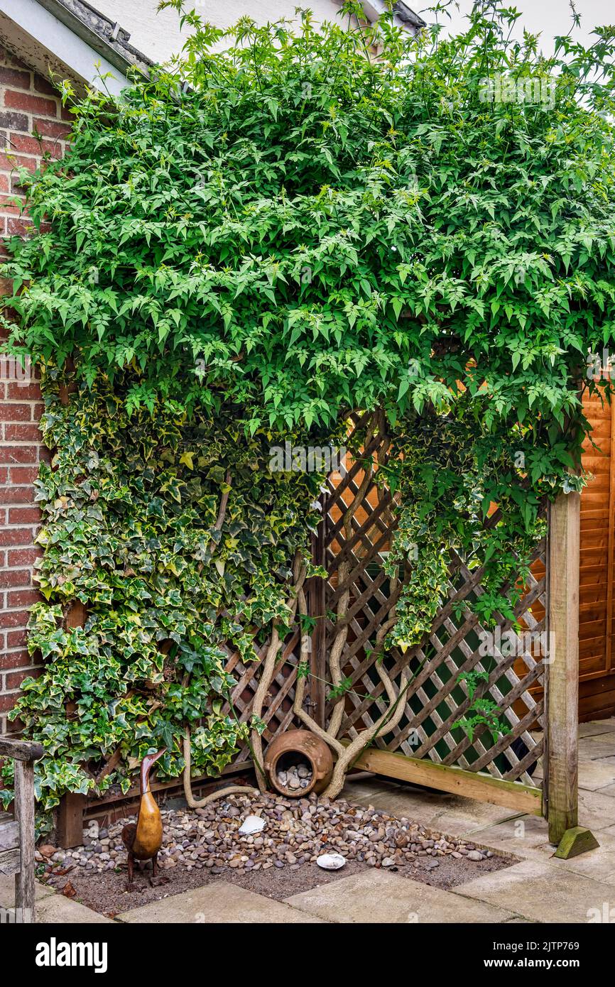 Established Jasmine shrub in full greenery before flowering, growing against Trellis with ivy on a patio Stock Photo
