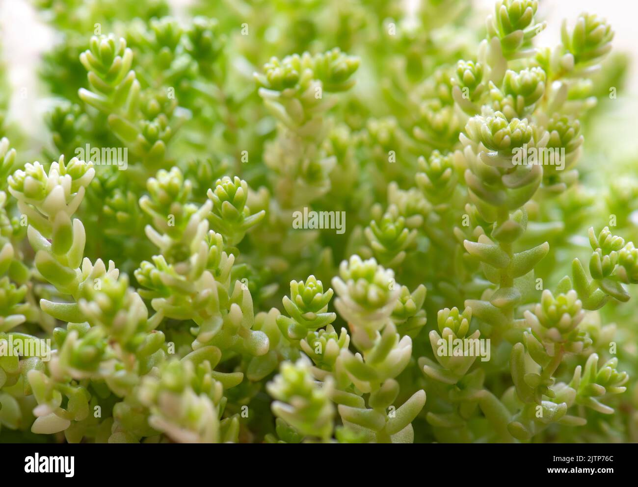 Closeup of Sedum alpine plant. Variety 'Golden Moss Stonecrop.' Succulent used for rockeries, alpine and ground cover. Stock Photo