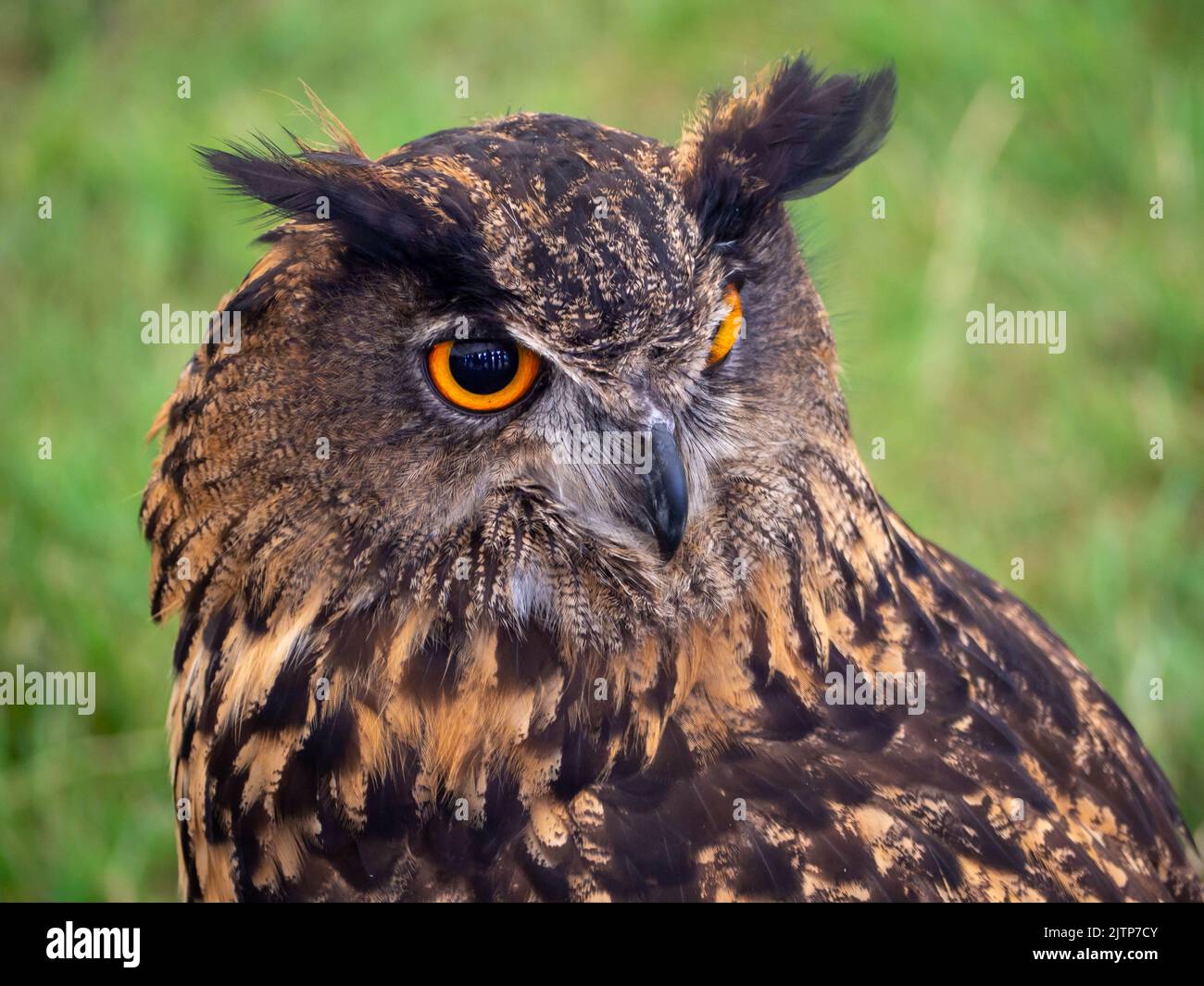 European Eagle Owl with its large orange eyes looking over its shoulder to the right Stock Photo