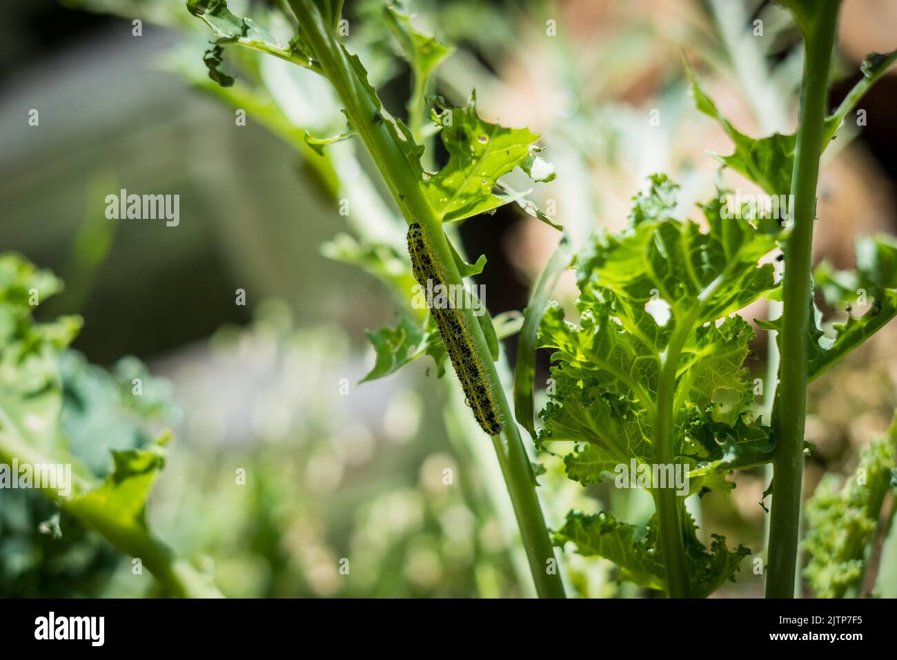 Caterpillars eating kale cabbage. Stock Photo