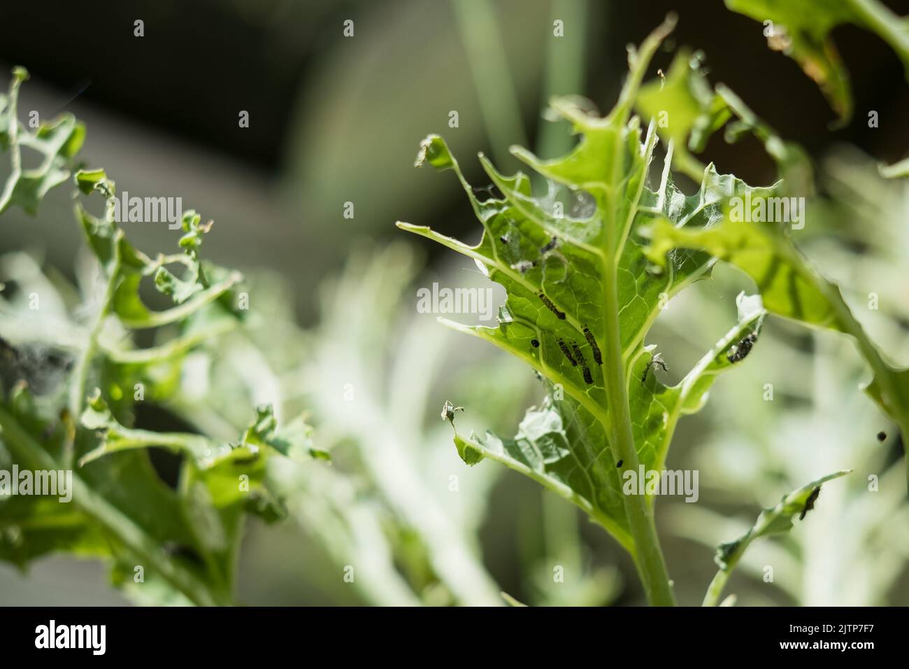 Caterpillars eating kale cabbage Stock Photo Alamy
