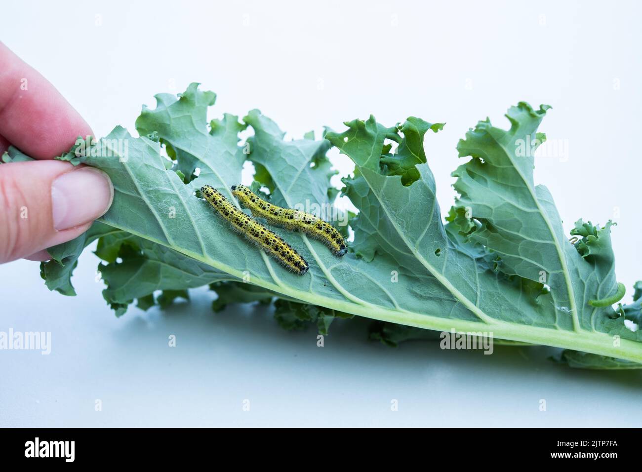 Caterpillars eating kale cabbage on white background. Stock Photo