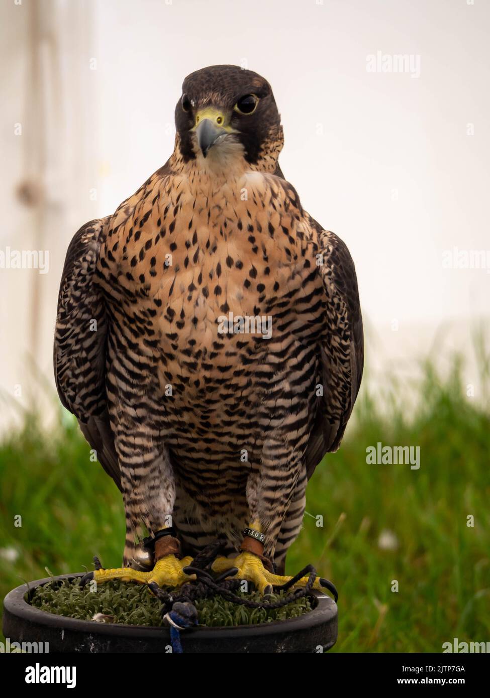 Peregrine Falcon Facing forward stood on its display stand. Stock Photo