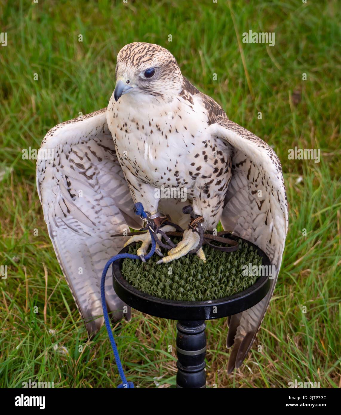 Gyrfalcon sat on its stand, looking to the left Stock Photo