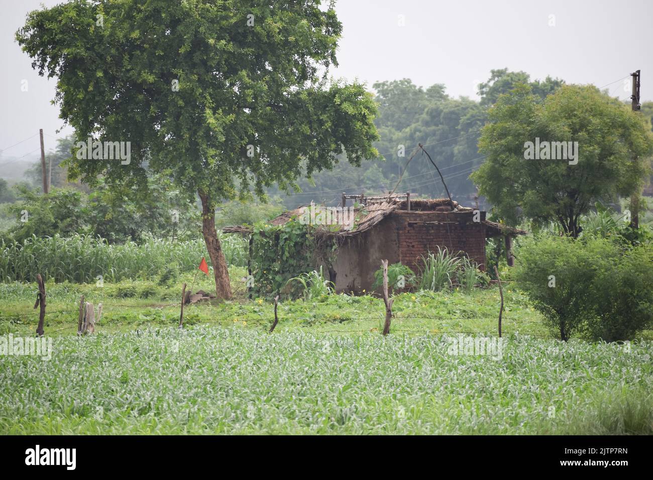 A hut in the middle of rice field in India Stock Photo - Alamy