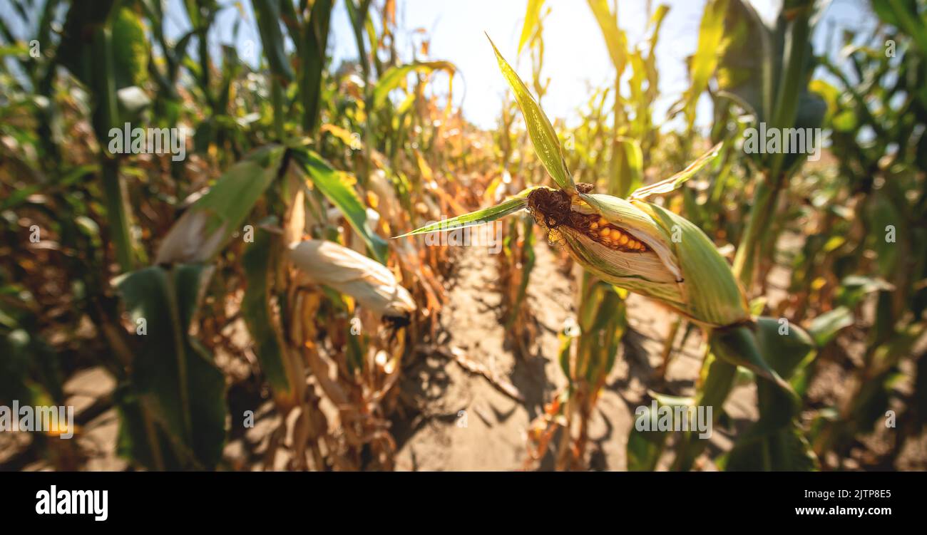 A selective focus picture of corn cob in organic corn field Stock Photo