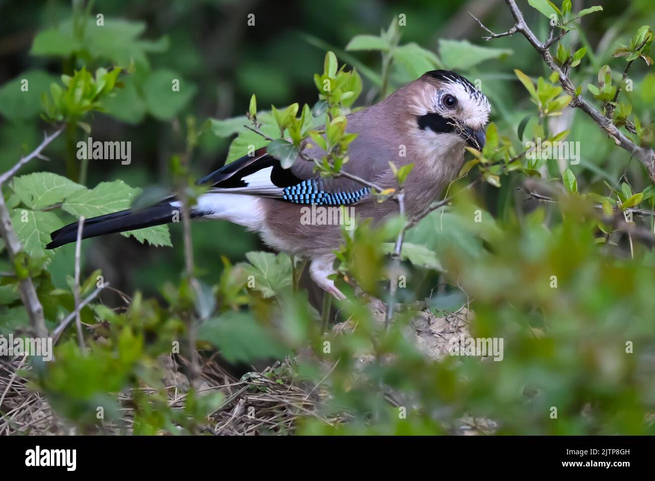 Songbirds in winter near feeders - Eurasian jay. Bird foraging and gathering grass for a nest. Istanbul Kent Ataturk Forest Sariyer district. Istanbul Stock Photo