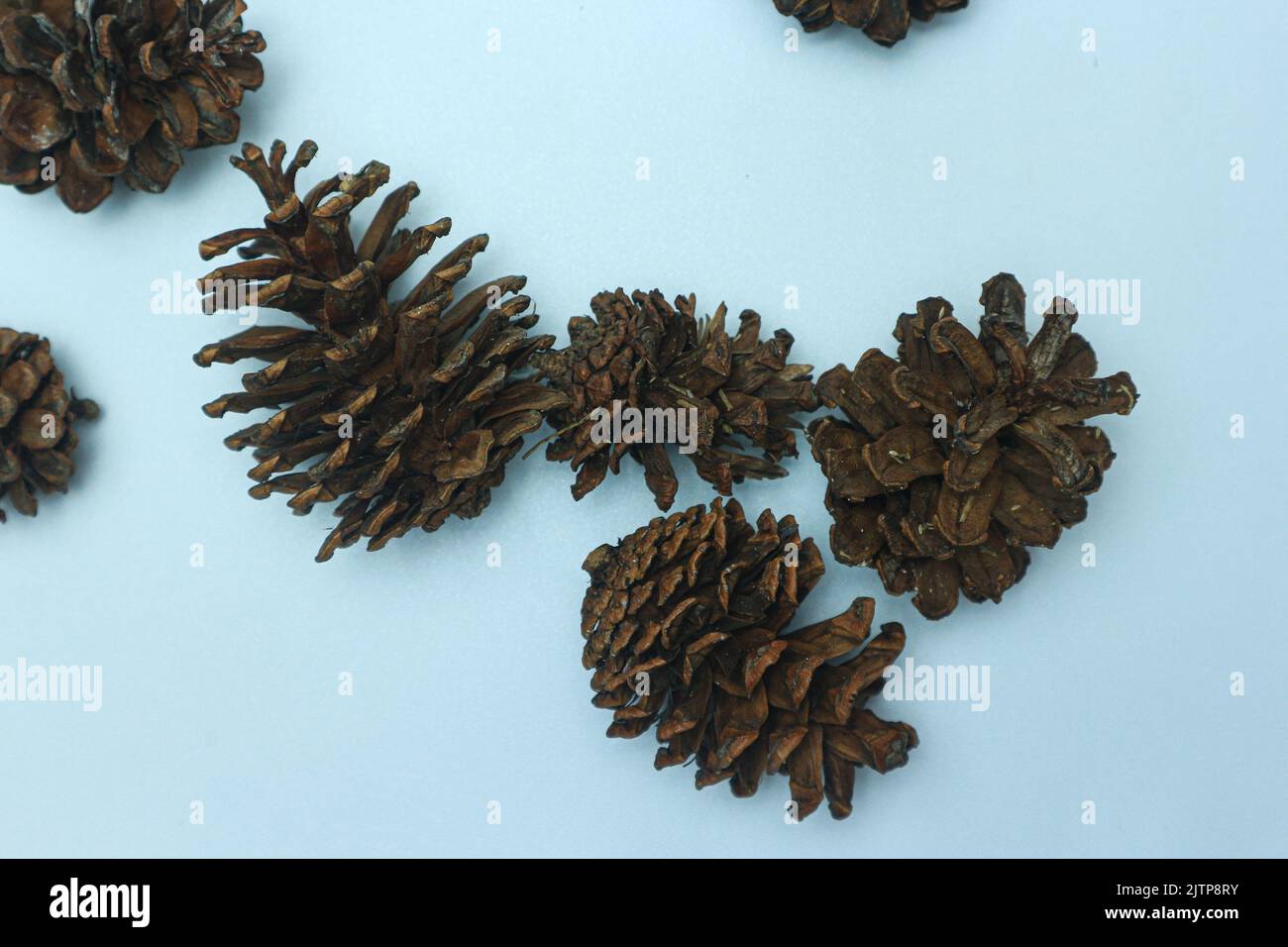 Bunch of cones various coniferous trees isolated on white Stock Photo