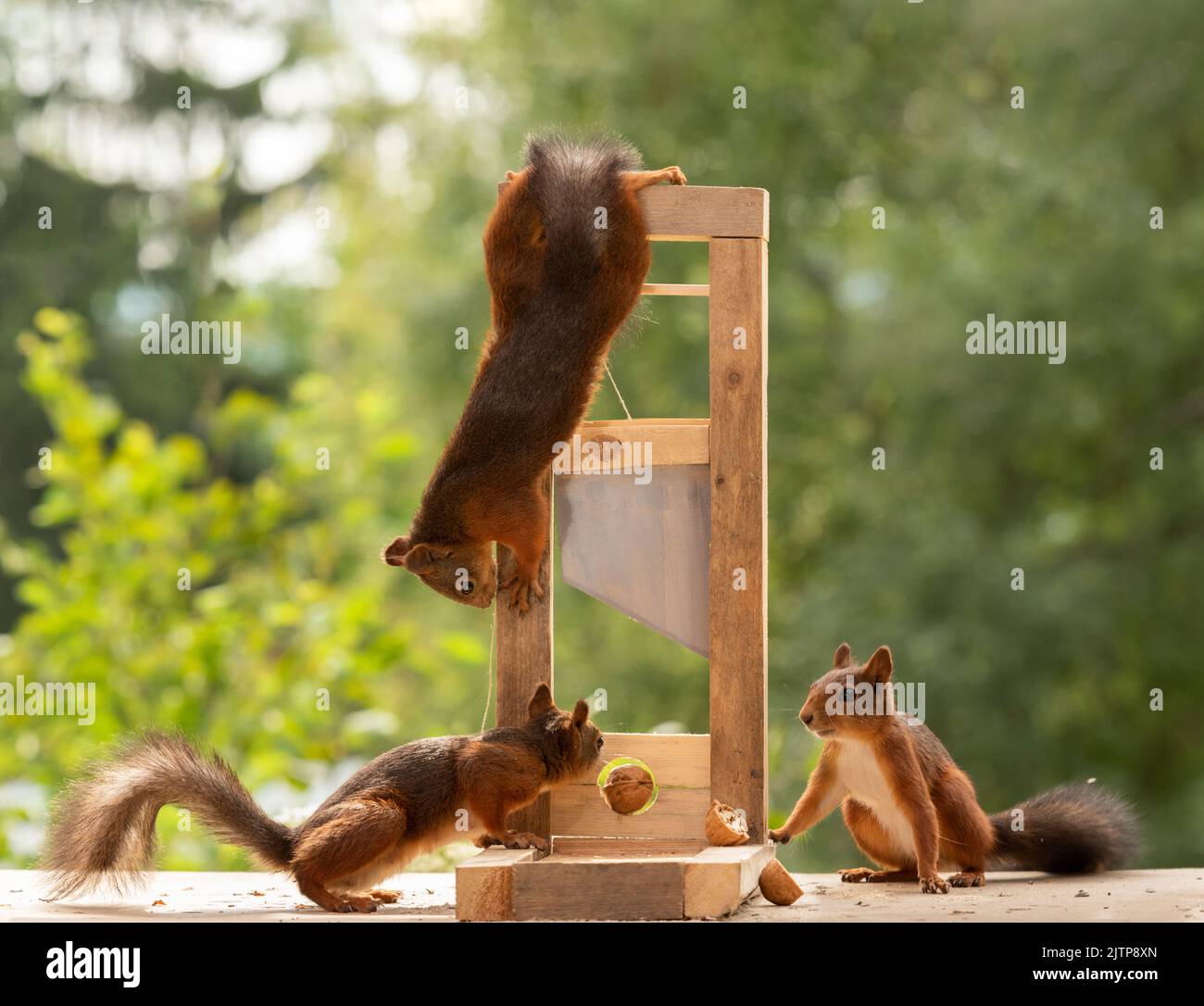 red squirrels with an walnut and a Guillotine Stock Photo