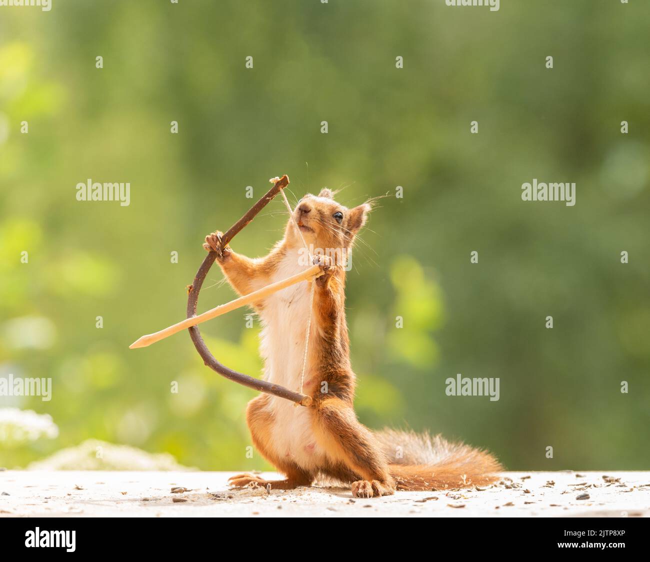 red squirrel standing with an bow and arrow Stock Photo