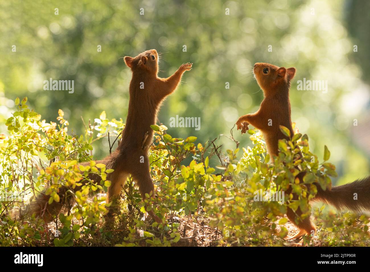 red squirrel is standing with branches with blue berry plants Stock Photo