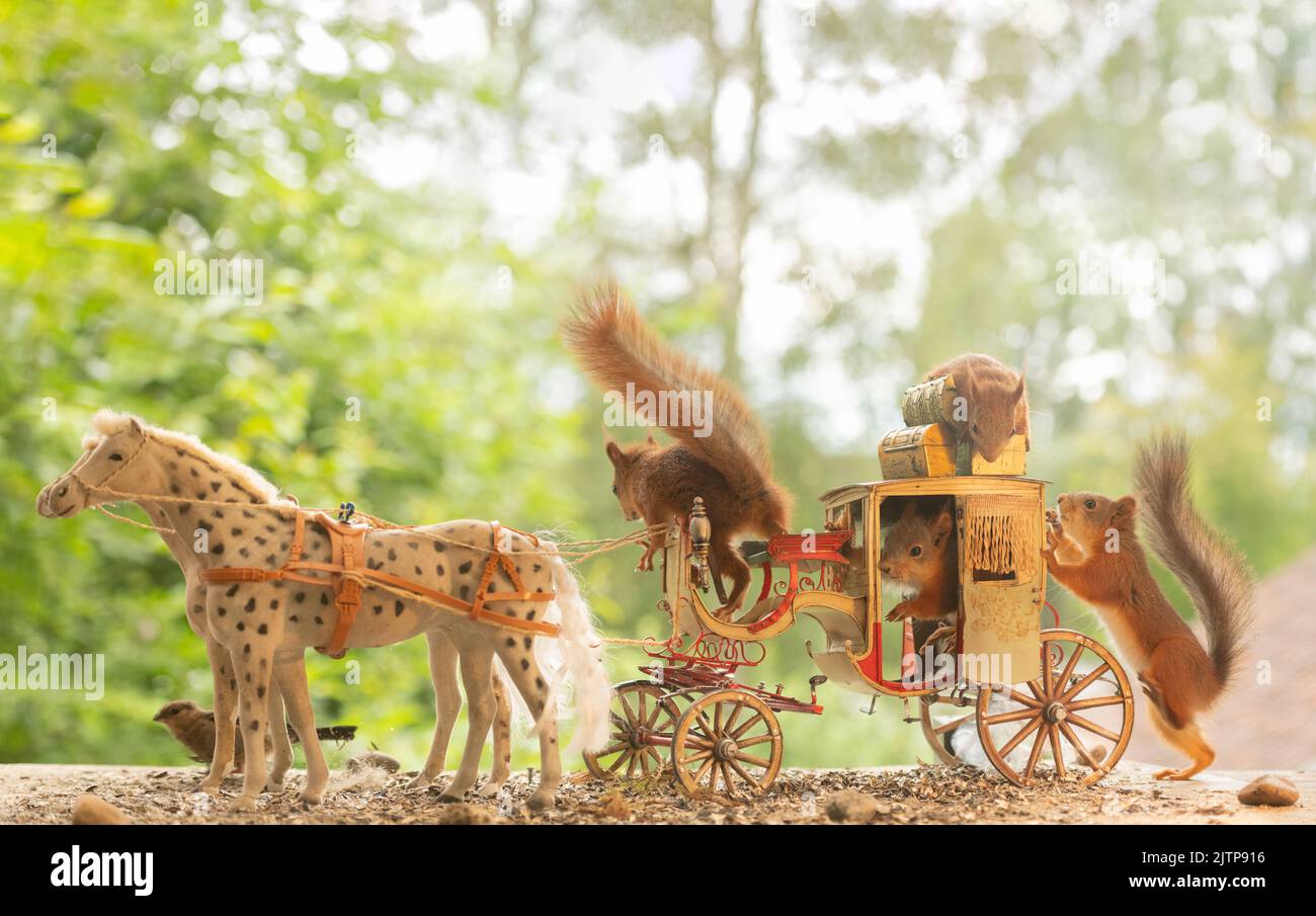 Red Squirrels  with an horse and a horse carriage Stock Photo