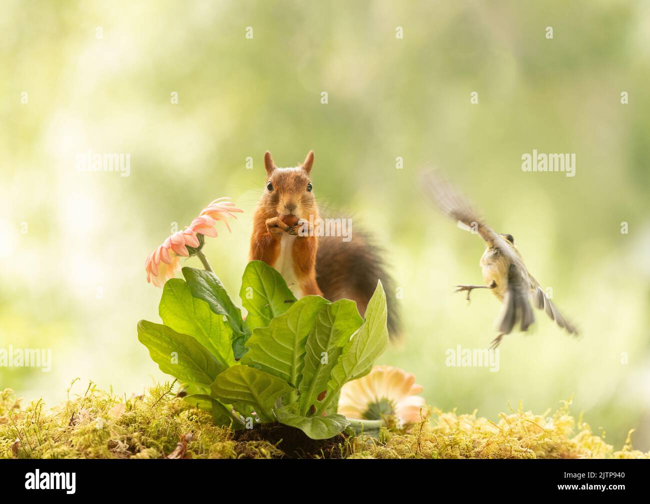 red squirrel is eating a nut with flying tit Stock Photo