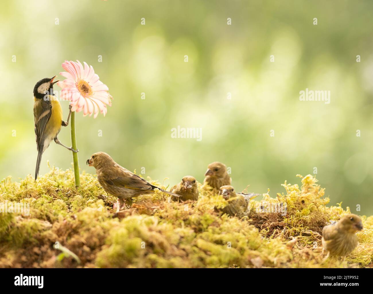Great tit with greenfinch with Gerbera flower Stock Photo
