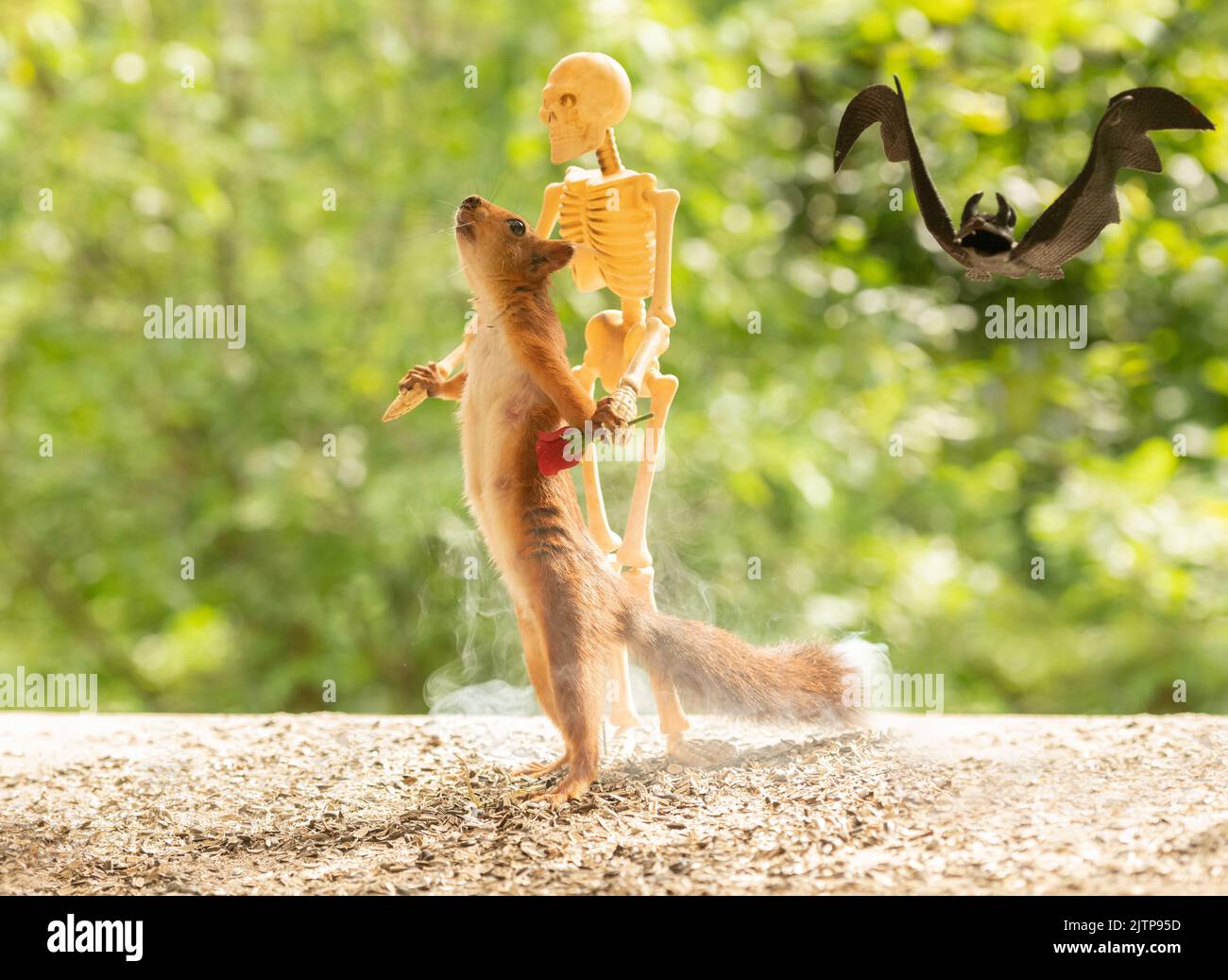 Red Squirrel dancing with a skeleton Stock Photo