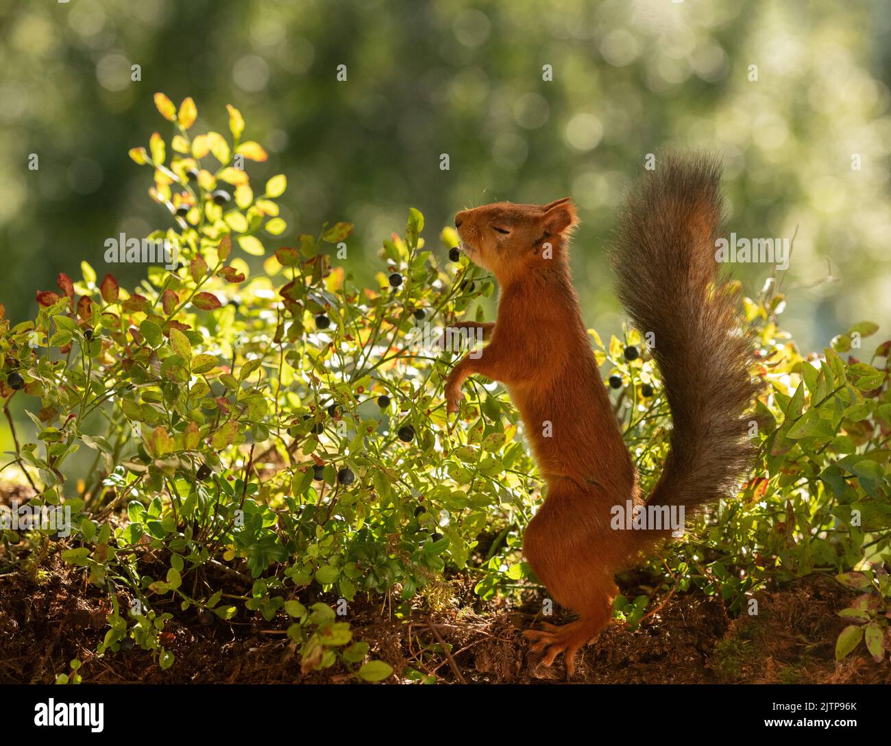 red squirrel is standing with branches with blue berry and closed eyes Stock Photo