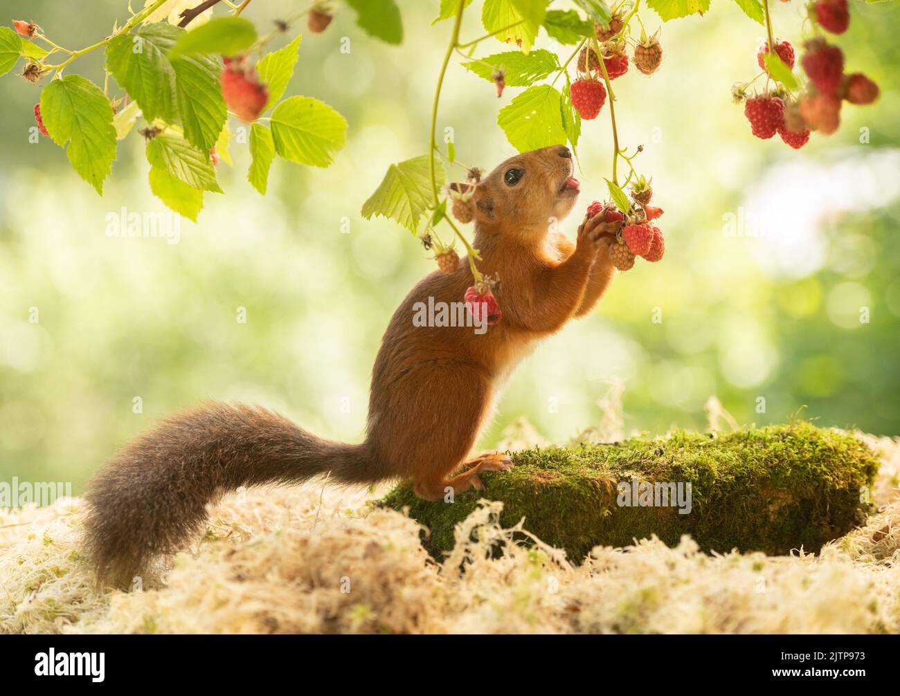 red squirrel is eating raspberries Stock Photo
