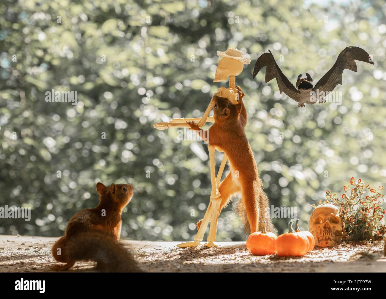 Red Squirrel dancing with a skeleton Stock Photo