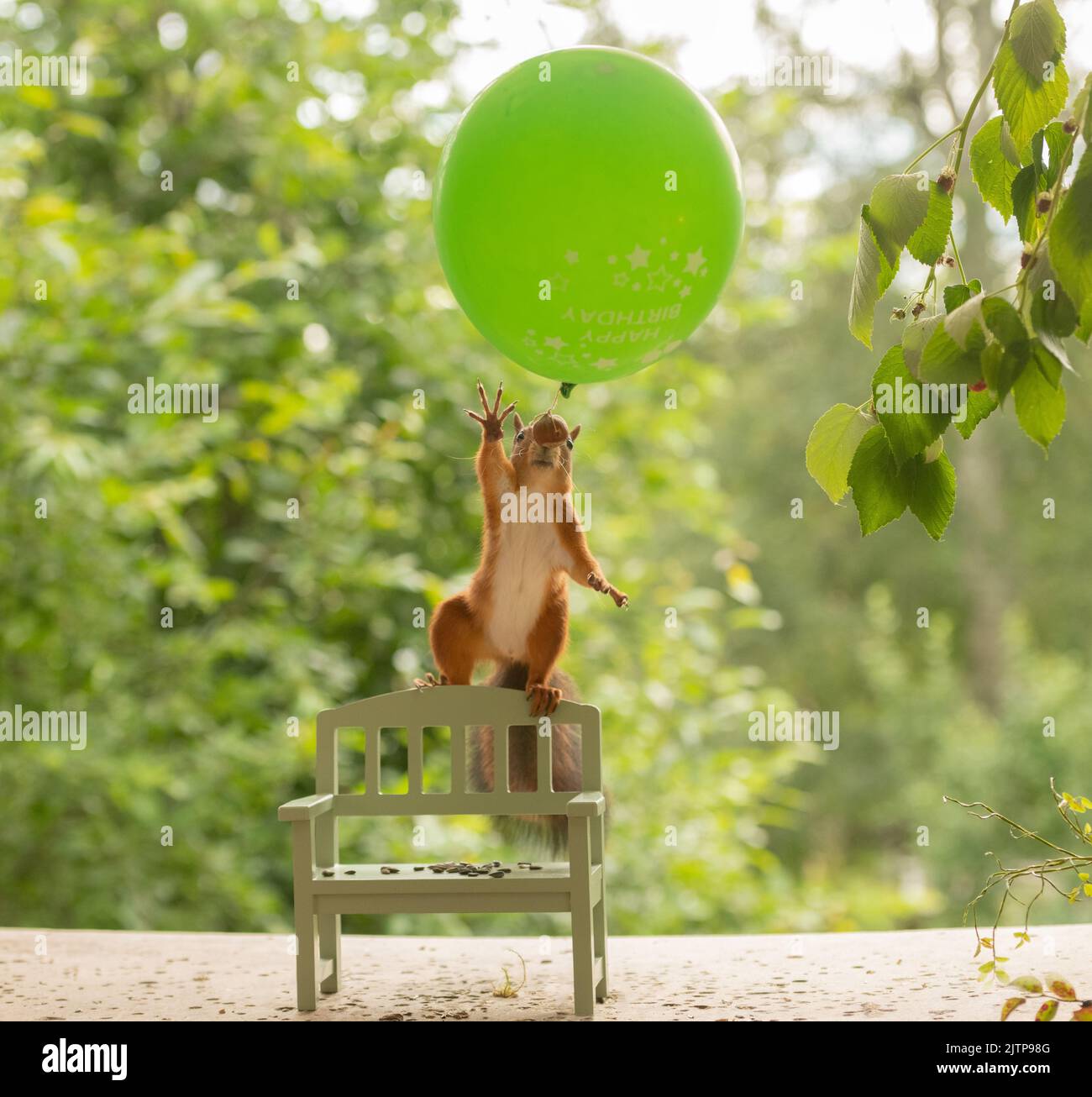 red squirrel is standing on an bench reaching a green balloon Stock Photo