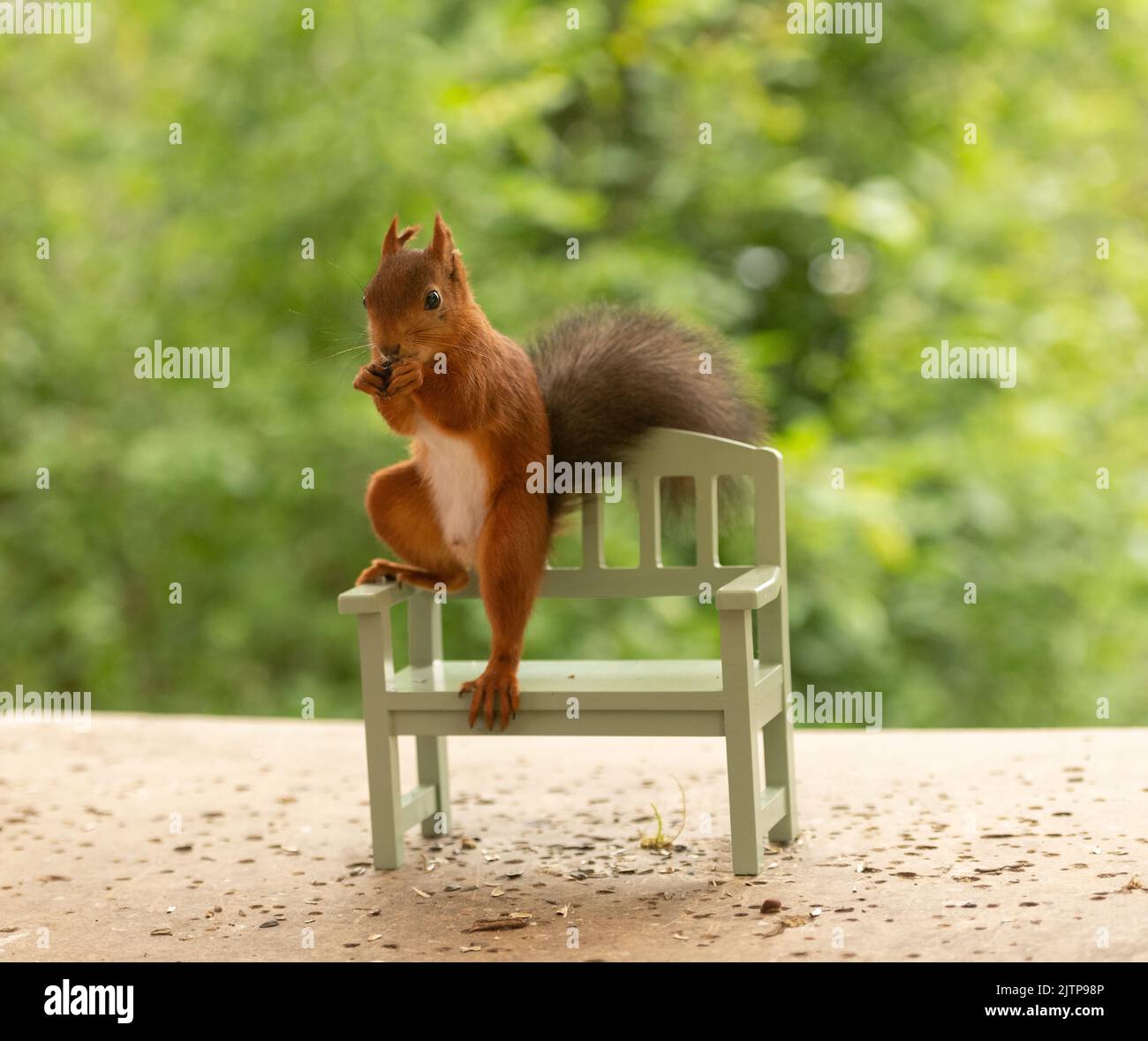 red squirrel is standing on an green bench Stock Photo
