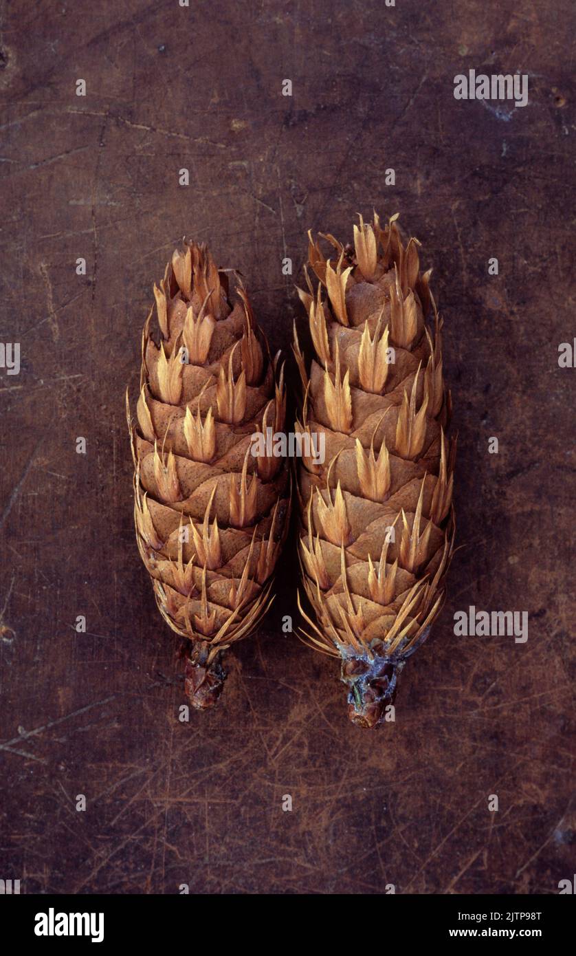 Two golden brown cones of Douglas fir or Pseudotsaga menziesii tree lying on scuffed leather Stock Photo