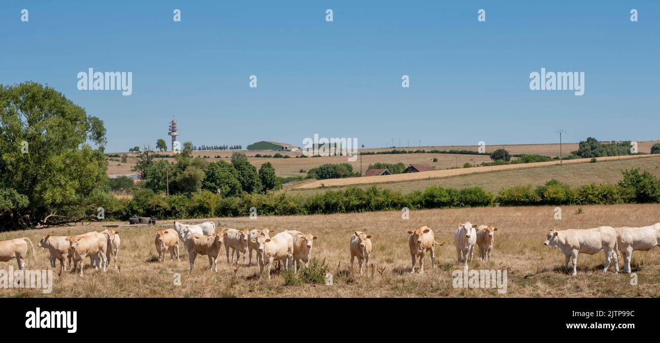 young curious white cows in dry summer meadow of lorraine in the north of france Stock Photo