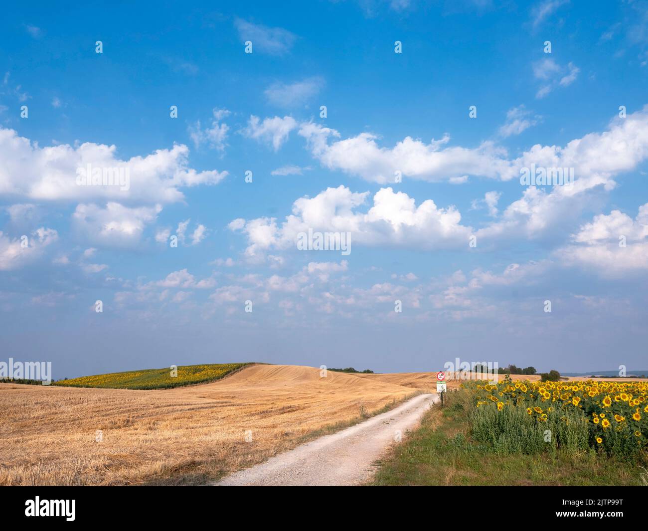 countryside landscape in northern france part of lorraine with sunflowers Stock Photo