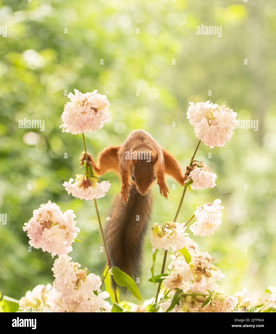 Red Squirrel stand between soapwort flowers Stock Photo