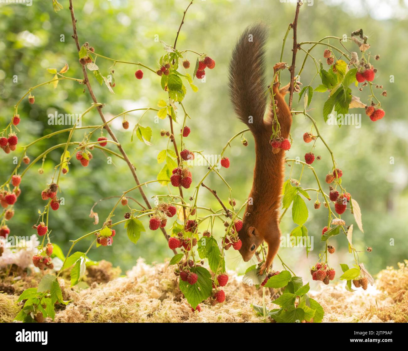 red squirrel is jumping down from raspberry branches Stock Photo