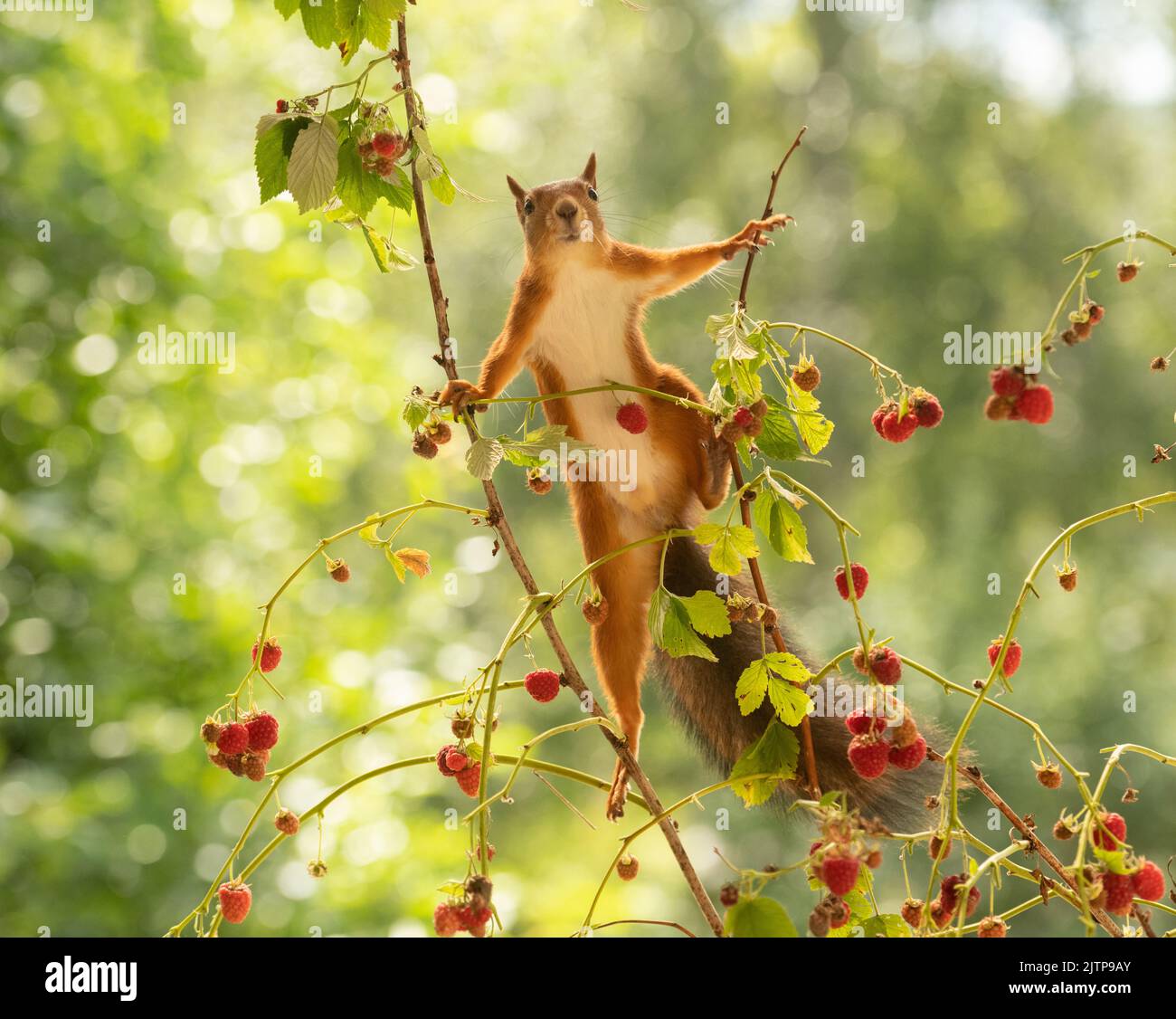 red squirrel is standing in branches with raspberries Stock Photo