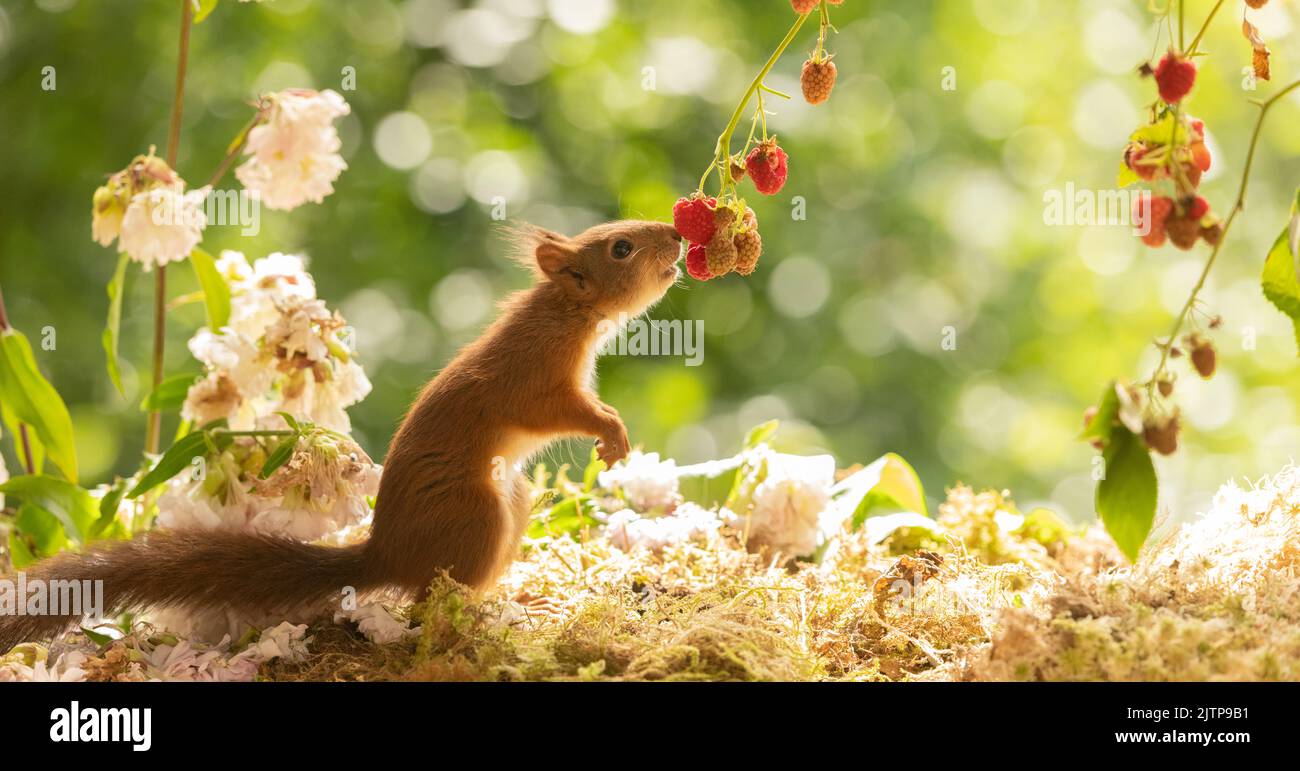 red squirrel is smelling raspberries Stock Photo