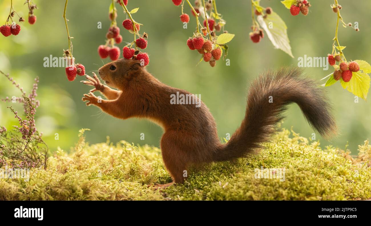 red squirrel is reaching for raspberries Stock Photo Alamy