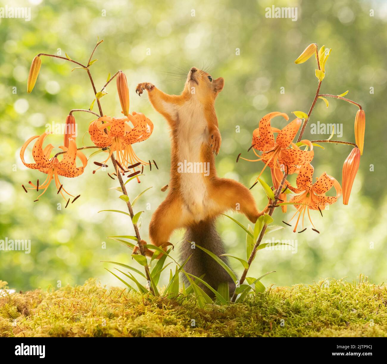 red squirrel is standing between tiger lily flowers Stock Photo