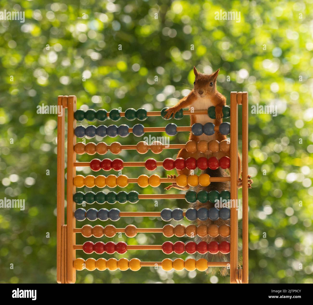 red squirrel is climbing on a abacus Stock Photo