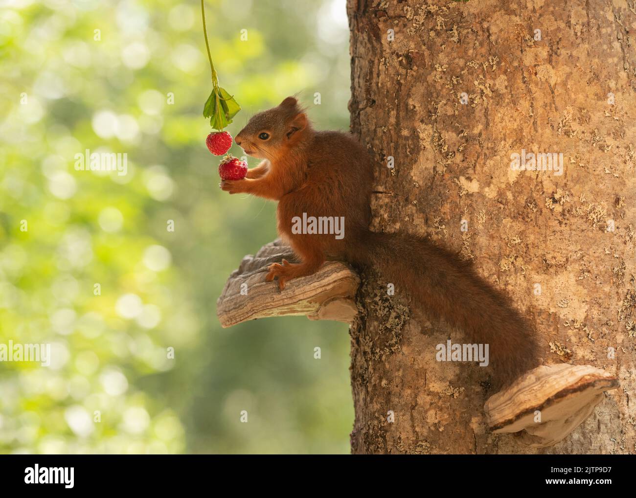 young red squirrel is eating a strawberry Stock Photo