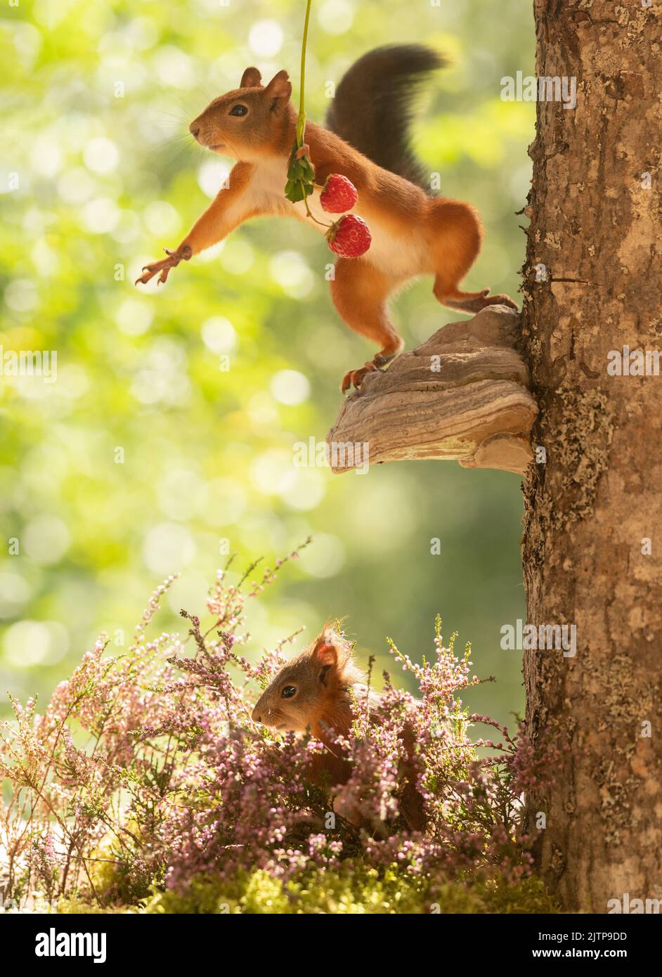 red squirrel is holding strawberries Stock Photo