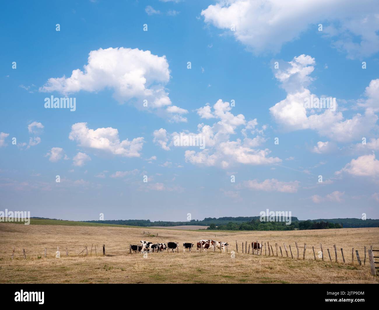 spotted cows graze in dry french countryside of Lorraine in summer Stock Photo