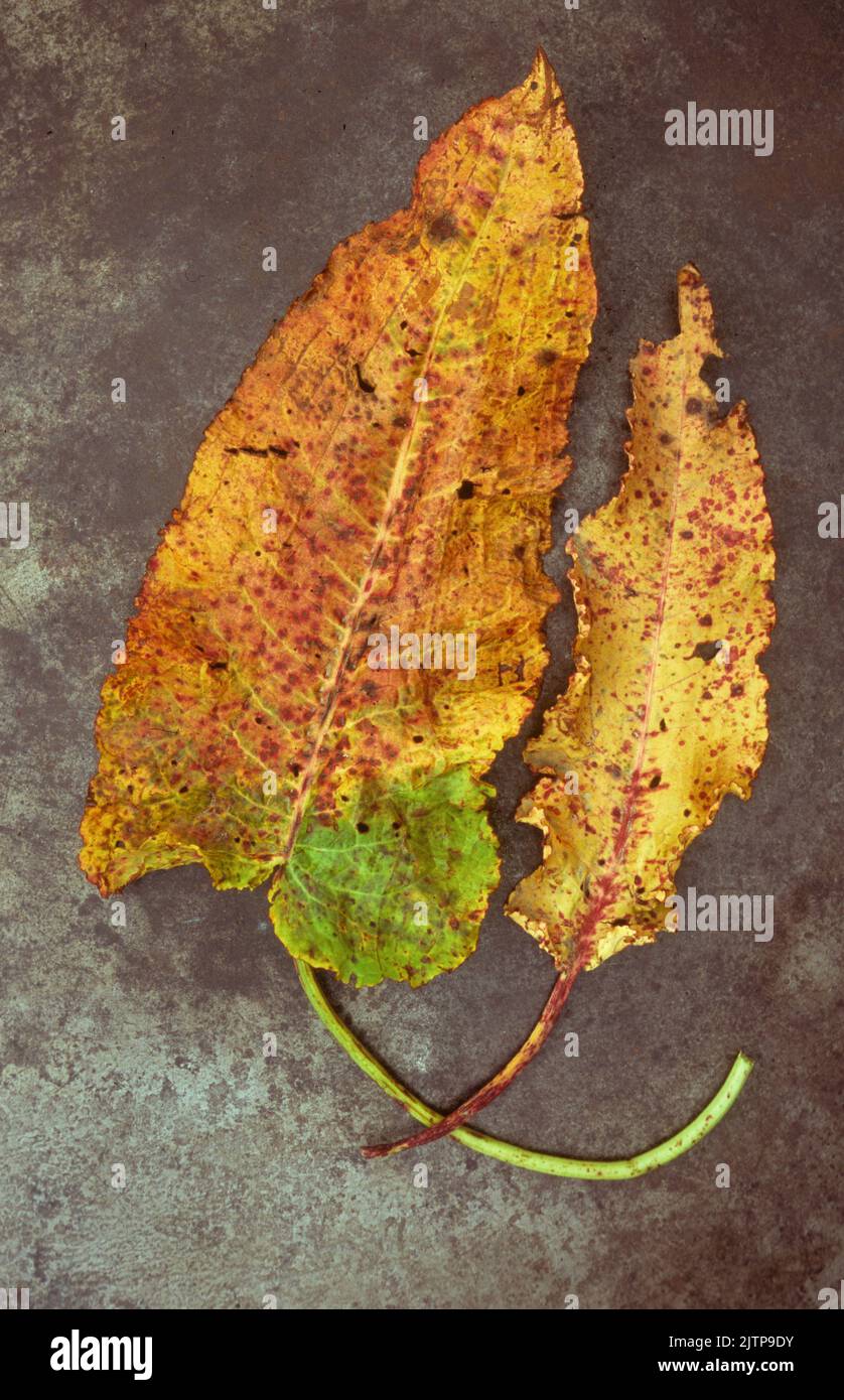 Two yellow and red leaves and stems of Broad leaved dock or Rumex obtusifolius lying on tarnished metal Stock Photo