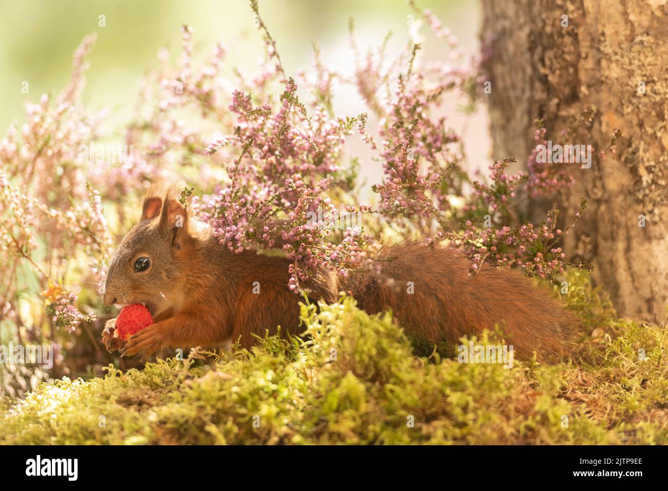 Red squirrel is eating a strawberry hires stock photography and images