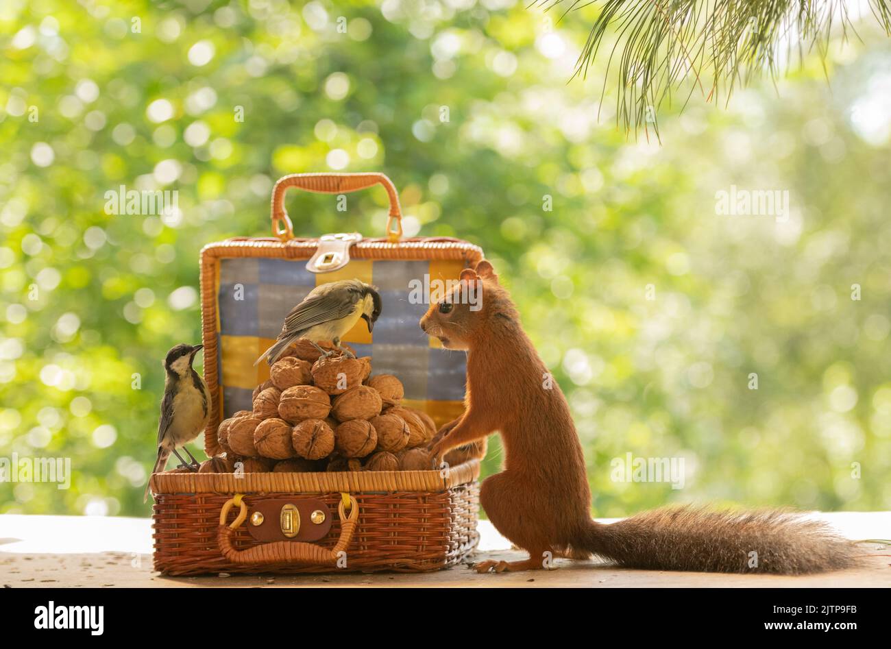 Red Squirrel and great tit are sitting in and on a suitcase Stock Photo