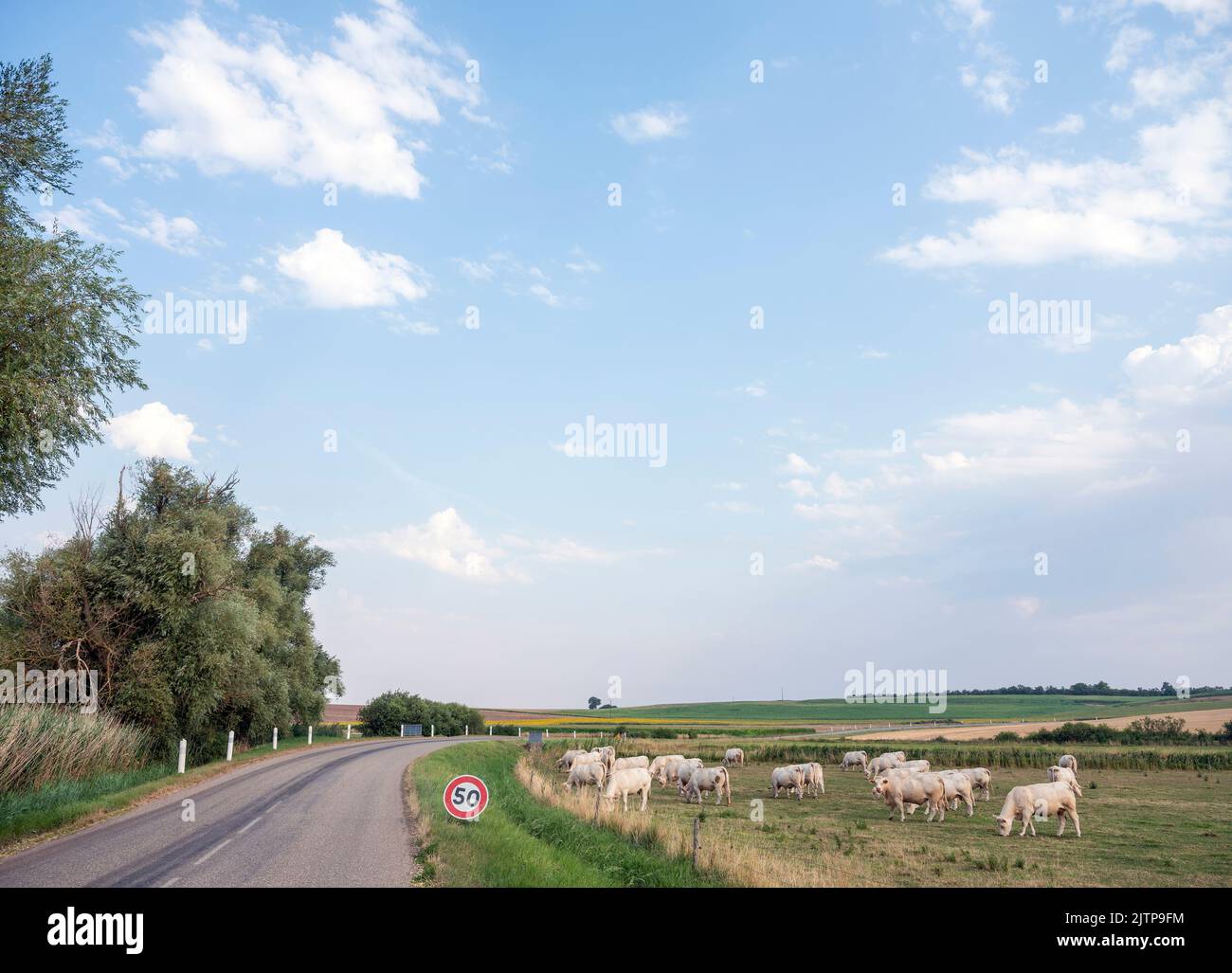 white cows graze near road in french countryside of Lorraine in summer Stock Photo
